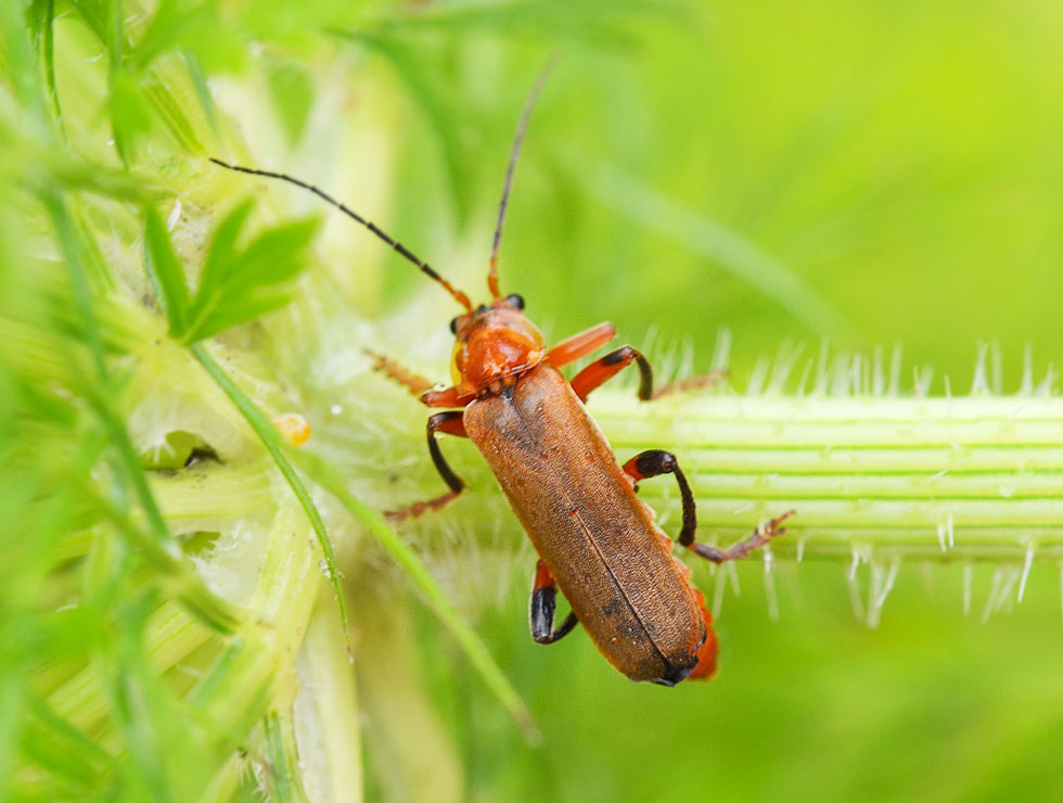 Weekschildkevers: Adult soldaatjes | © HoGent