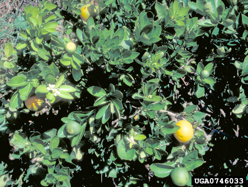 Spiroplasma citri: Schadebeeld | © J.M.Bové, INRA Bordeaux, Bugwood.org