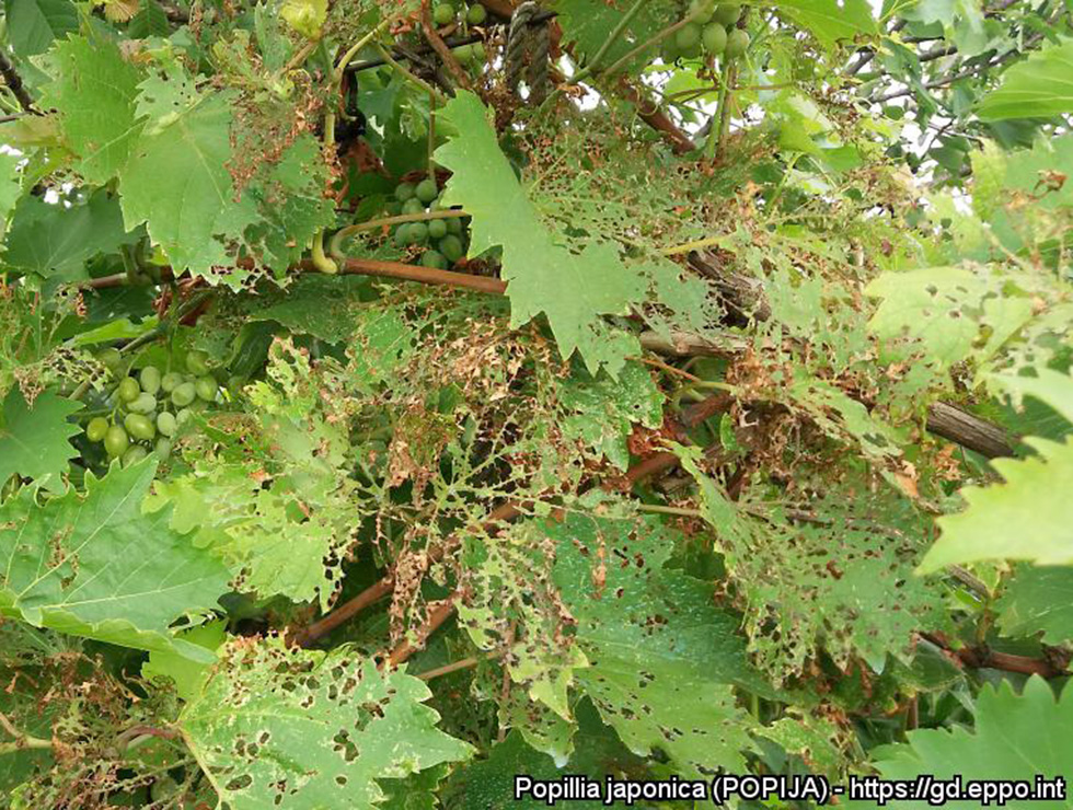 Japanse kever: Schadebeeld op <I>Vitis vinifera</I> | © EPPO, M. Maspero (IT)