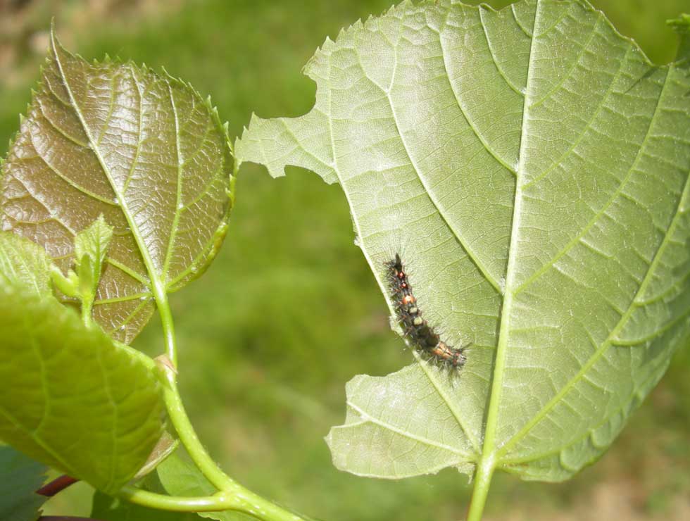 Witvlakvlinder: Schadebeeld en larve | © Viaverda