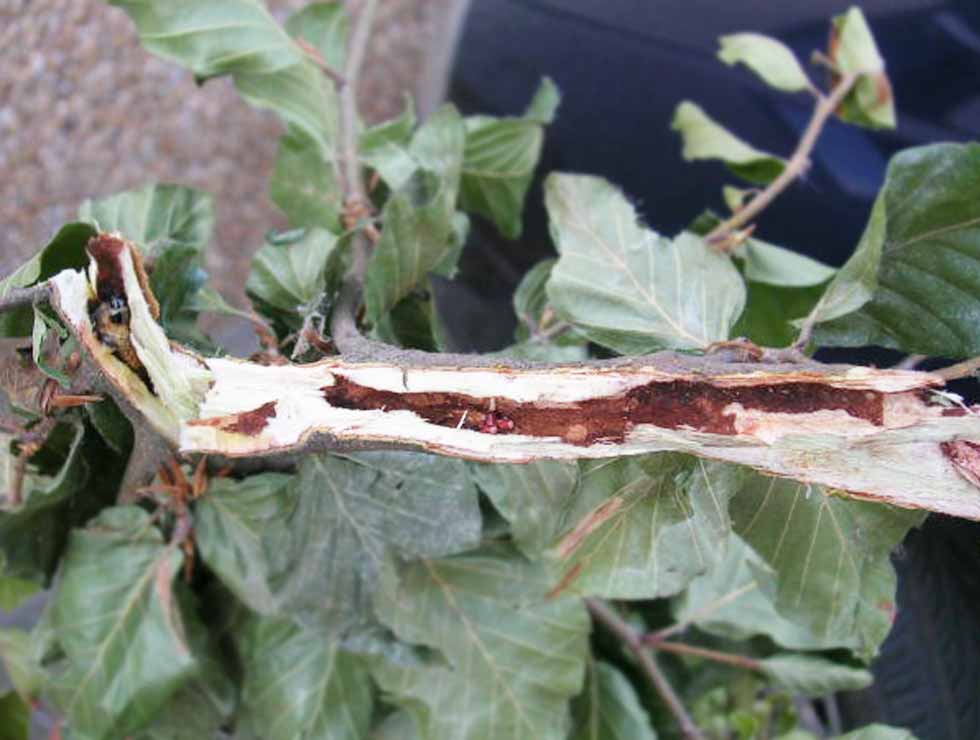 Gestippelde  houtvlinder: Schadebeeld na doorsnijden stam | © Viaverda
