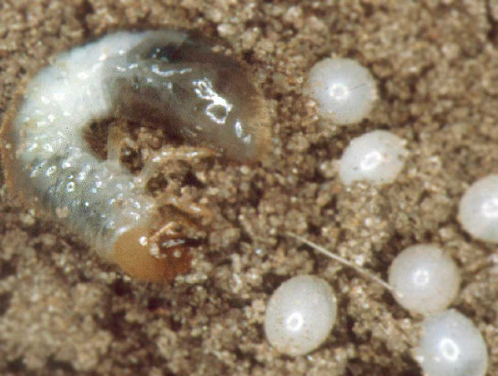 Sallandkever: Ei en larve| © PCS
