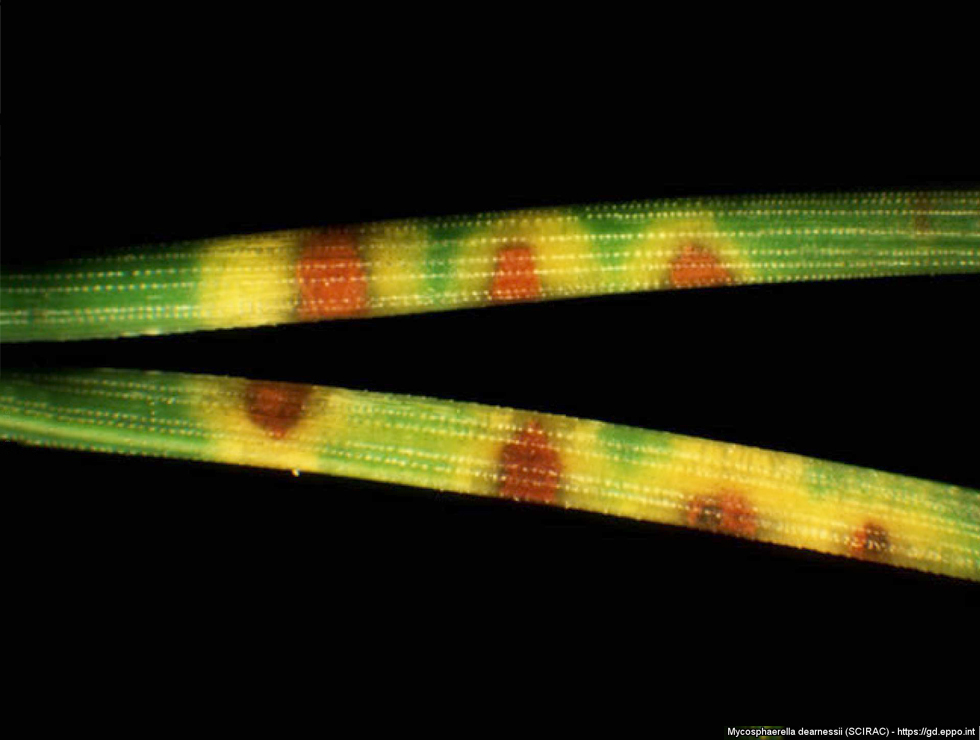 Lecanosticta acicola : Schadebeeld | © EPPO Global database
