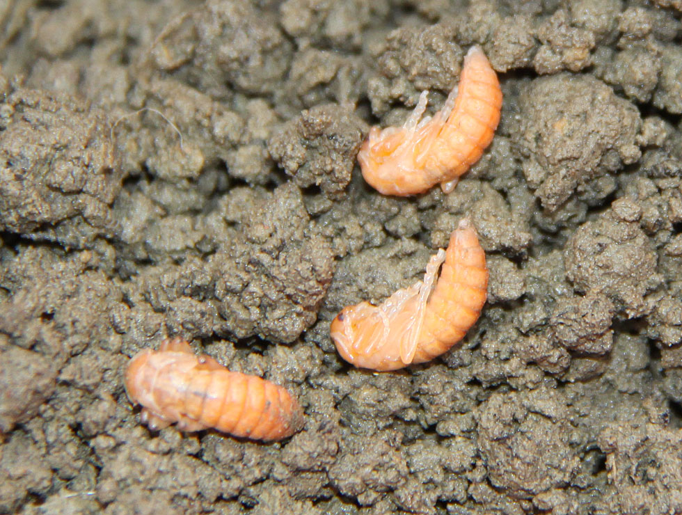 Weekschildkevers: Pop zwartpootsoldaatje <I>Cantharis fusca</I> | © PCS