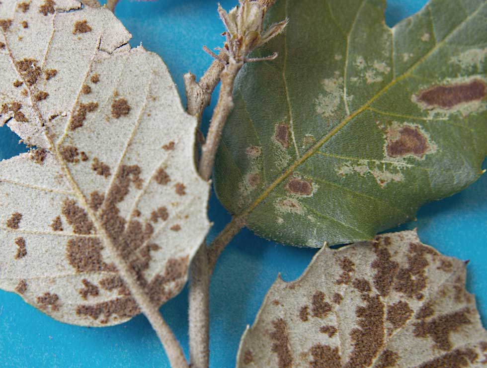 Eriophyes ilicis: Schadebeeld <I>Quercus</I> | © Viaverda