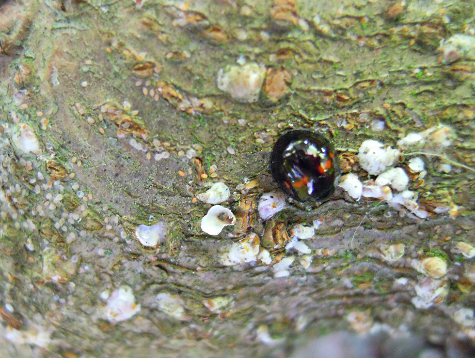 Pseudaulacaspis pentagon: Adult op <I>Morus</I> met natuurlijke vijand | © Viaverda