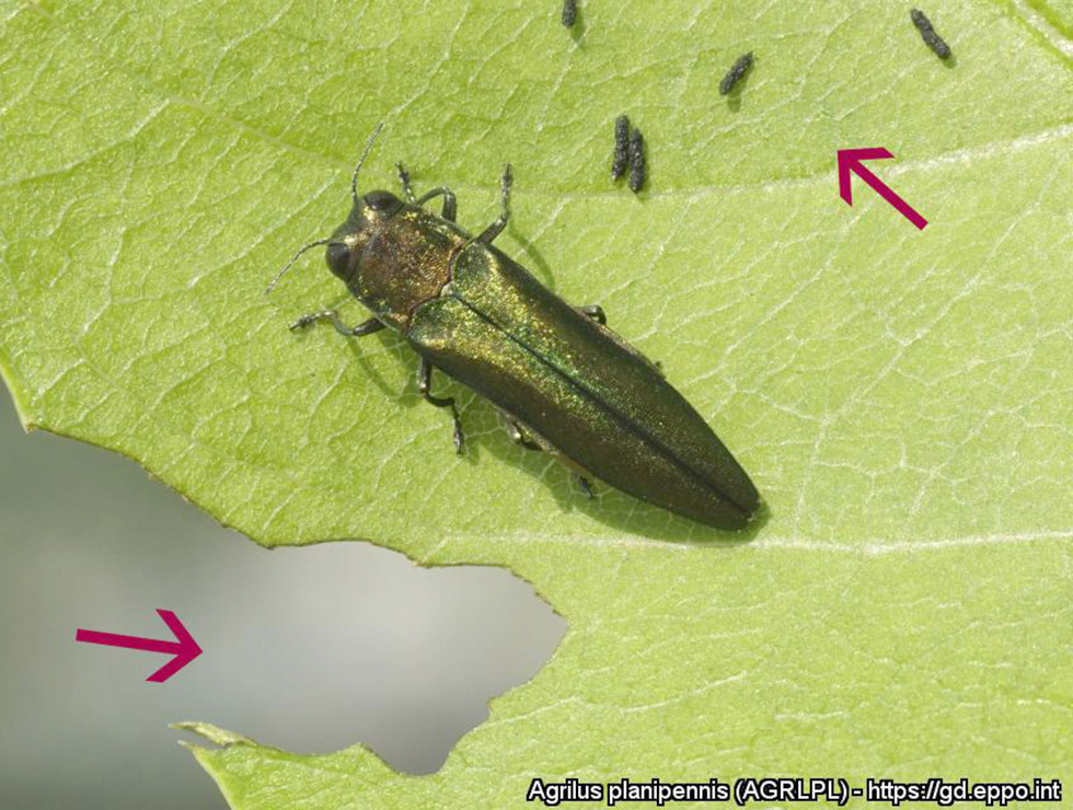 Aziatische essenprachtkever: Adult | © EPPO, E. Jendek