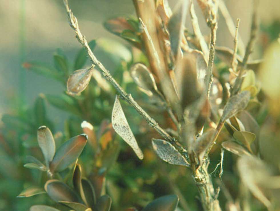 Volutella buxi: Schadebeeld | © Viaverda