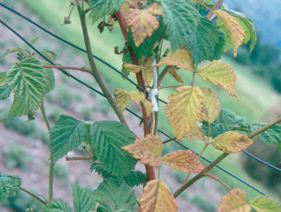 Raspberry ringspot (nepo)virus (RpRSV): Schadebeeld <I>Rubus</I> | © Agroscope