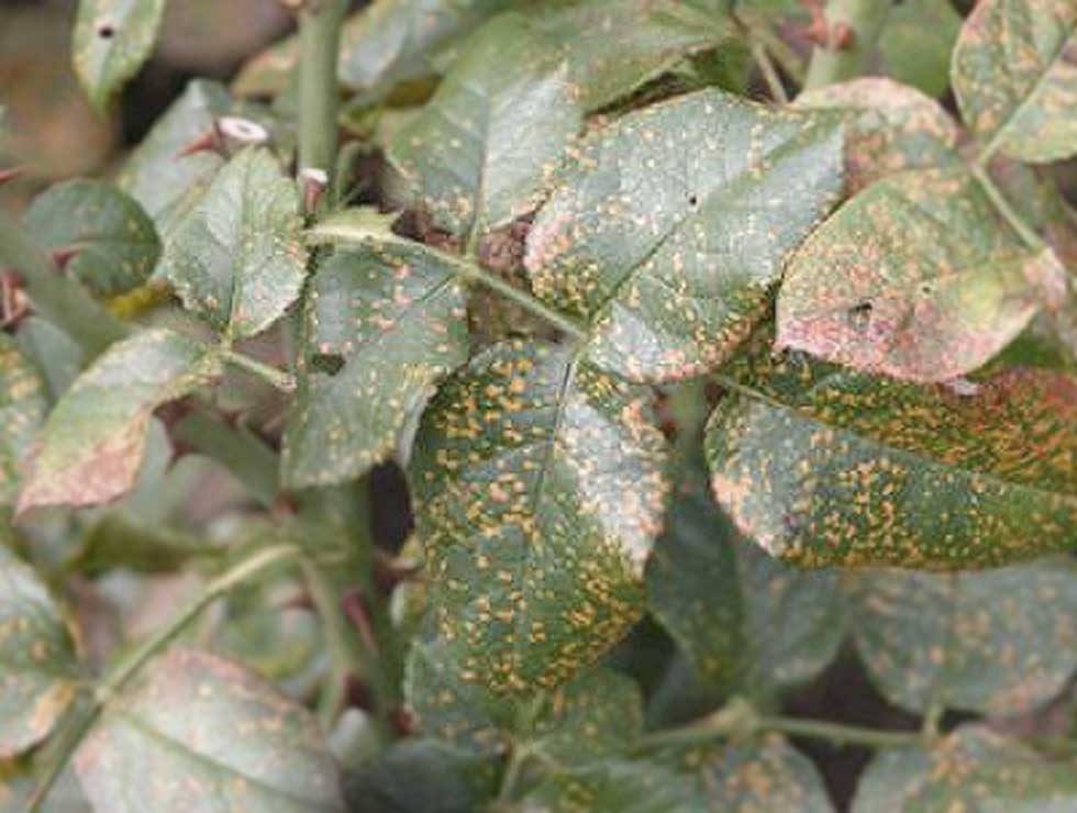 Roest: Schadebeeld op <I>Rosa</I> | © Viaverda