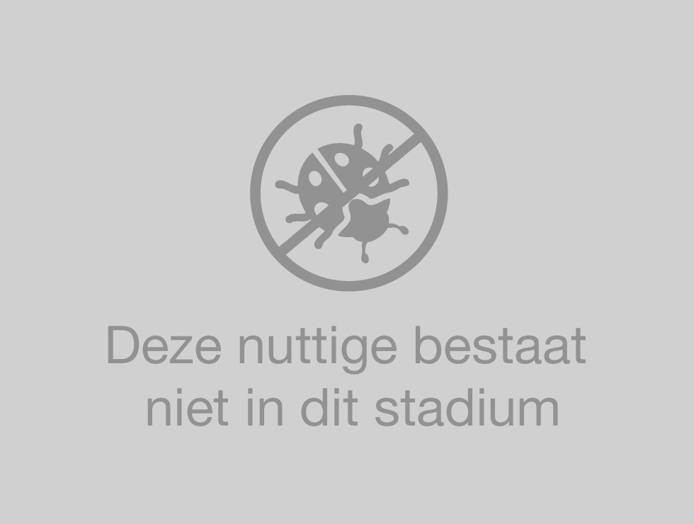 Oorwormen: Pop | © Viaverda