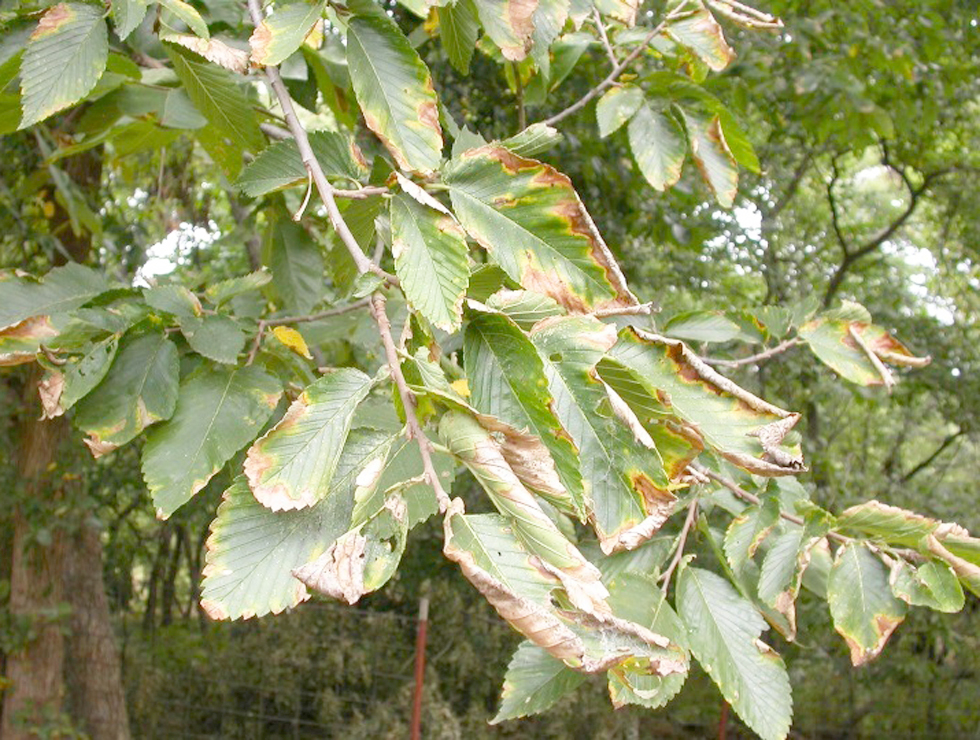 Xylella fastidiosa: Schadebeeld op <I>Ulmus</I> | © Brian Olson, Oklahoma State University, Bugwood.org