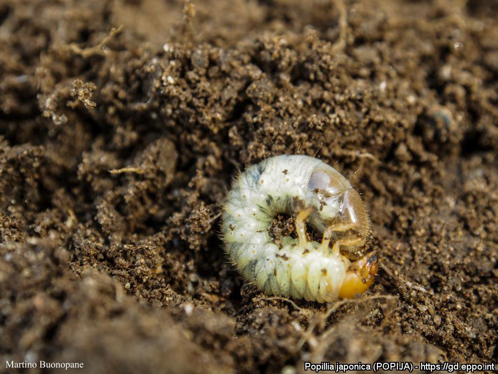 Japanse kever: Larve | © EPPO, M. Buonopane (Plant Protection Service, Lombardia)