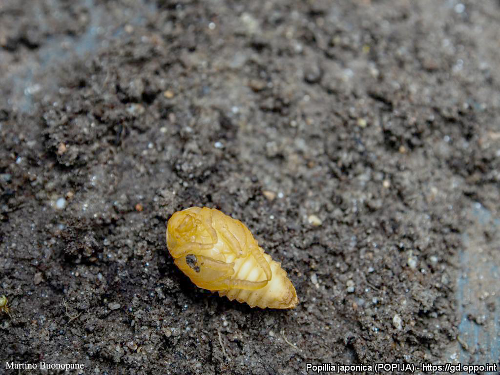 Japanse kever: Pop | © EPPO, M. Buonopane (Plant Protection Service, Lombardia
