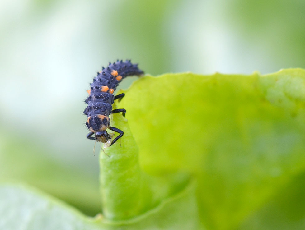 Lieveheersbeestjes: Larve 7-stippelig LHB | © HoGent