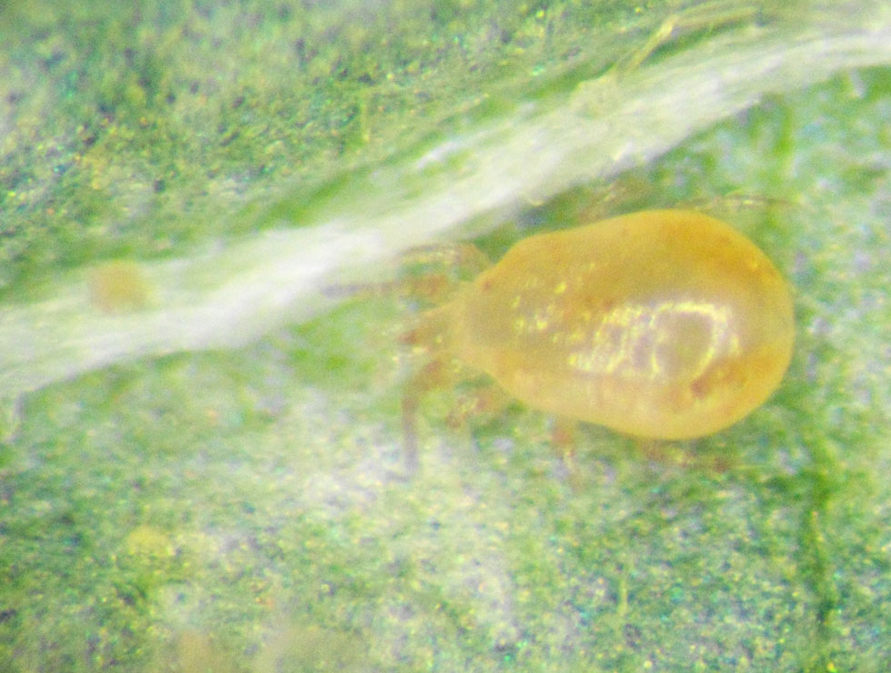 Roofmijten: Adult <I>Neoseiulus sp</I>. | © DVG