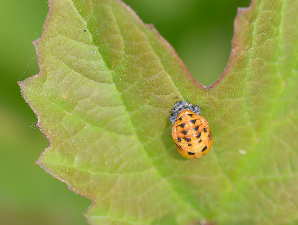 Lieveheersbeestjes: Pop | © HoGent