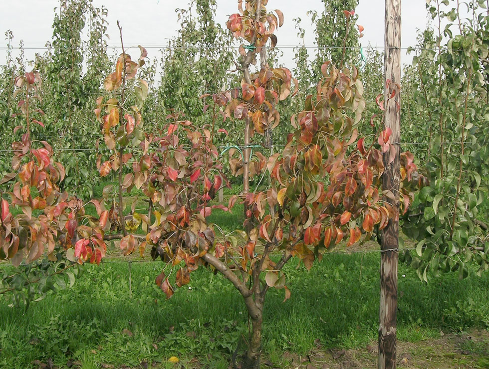 Perenaftakelingsziekte: Schadebeeld | © pcfruit