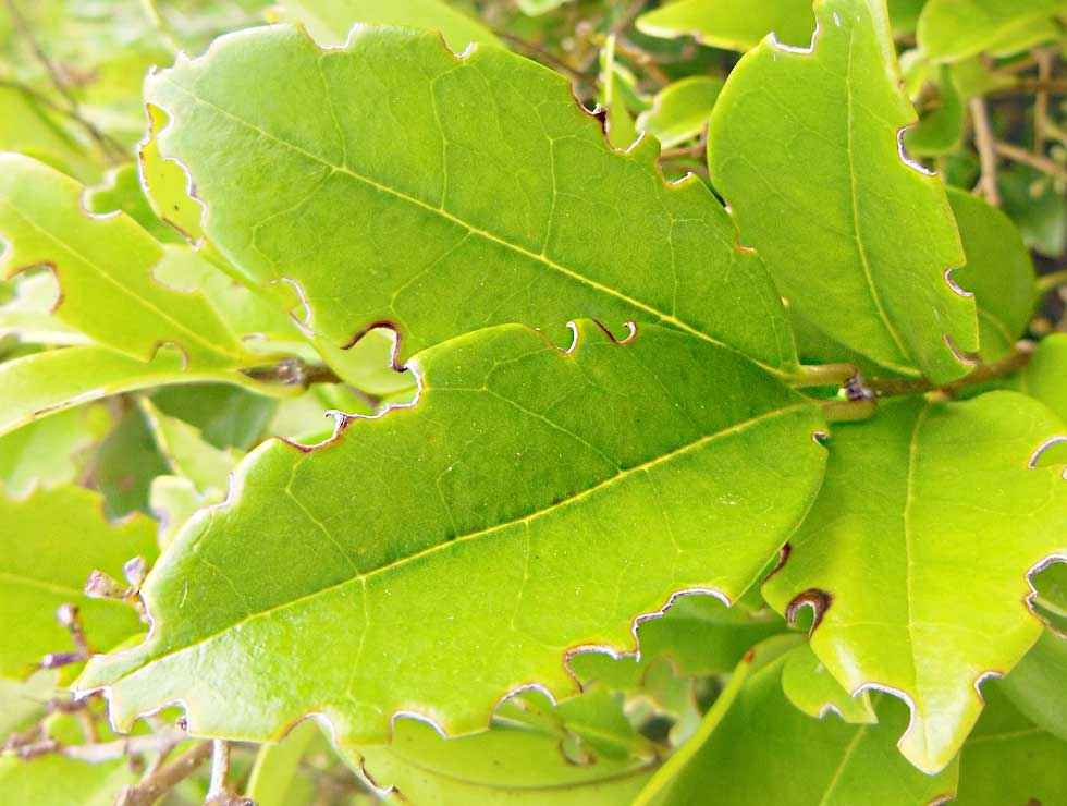 Gegroefde lapsnuitkever: Schadebeeld van adult op <I>Rhododendron</I> | © Viaverda