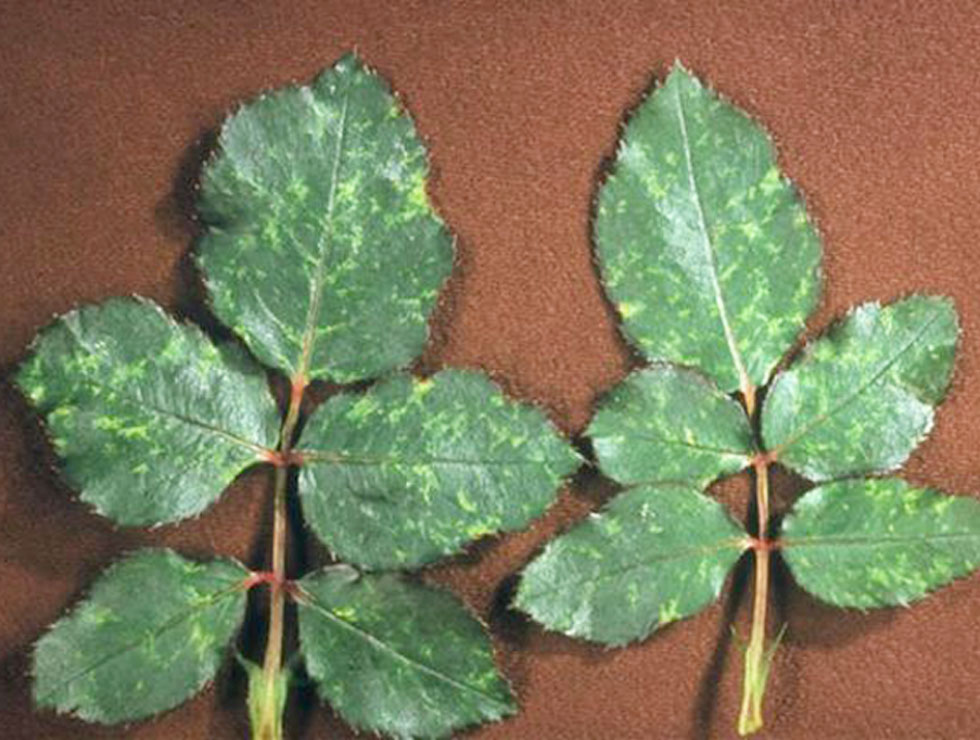 Strawberry latent ringspot (nepo)virus (SLRSV): Schadebeeld | © Plant Protection Service, Bugwood.org