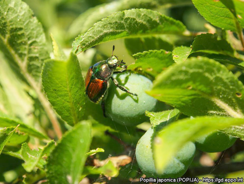 Japanse kever: Adult | © EPPO, Martino Buonopane (Plant Protection Service, Lombardia)