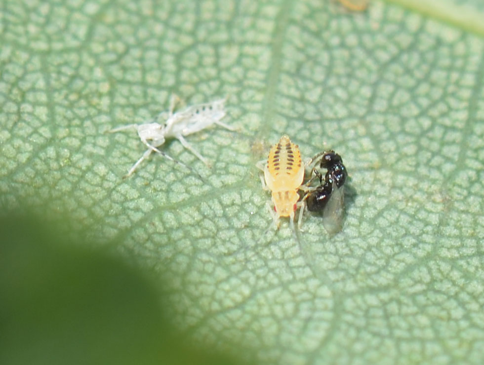 Sluipwespen: Ei ei-afleg in gastheer (bladluis) | © HoGent