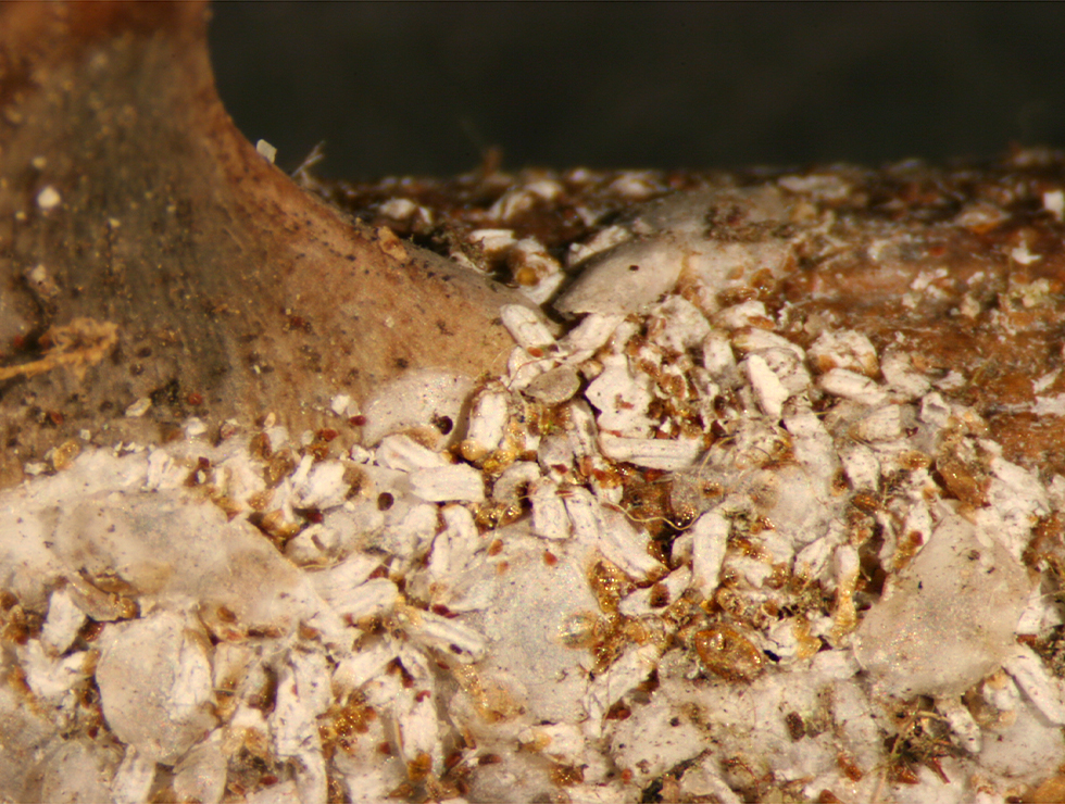 Pseudaulacaspis pentagon: Schadebeeld
</I> op <I>Catalpa</I> | © Viaverda