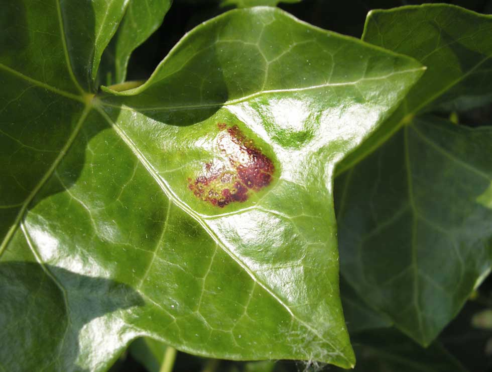 Bonenspint: Schadebeeld op <I>Hedera</I> | © Viaverda