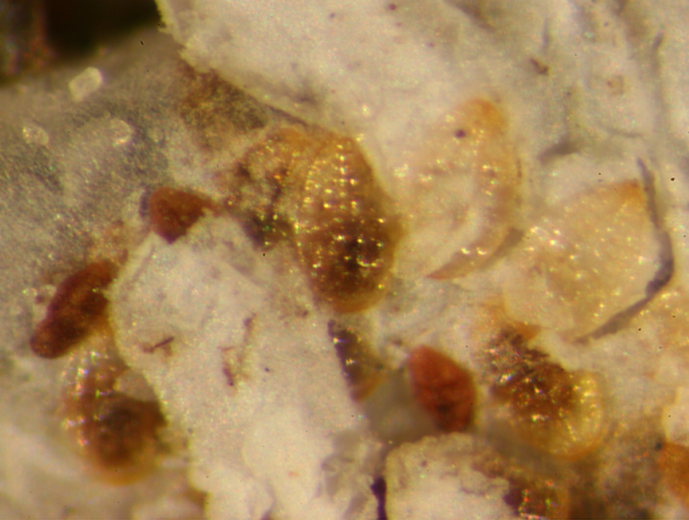 Pseudaulacaspis pentagon: Adult | © Viaverda