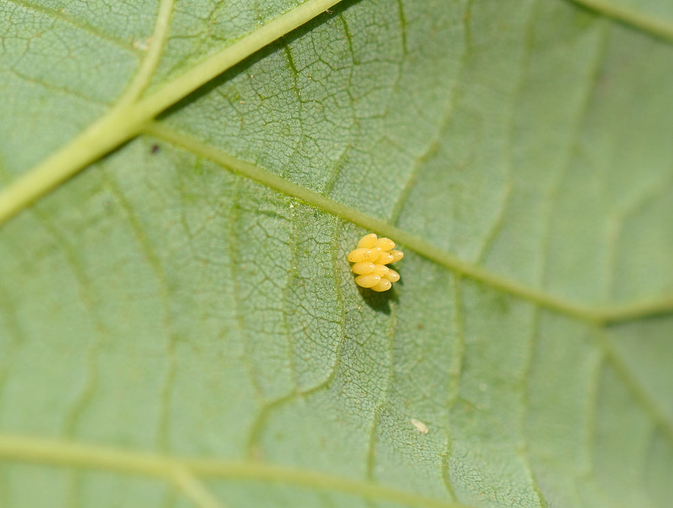 Lieveheersbeestjes: Ei | © HoGent