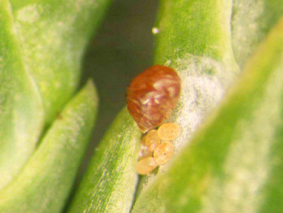Coniferenschildluis: Adult en eitjes na weghalen wit schildje | © Viaverda