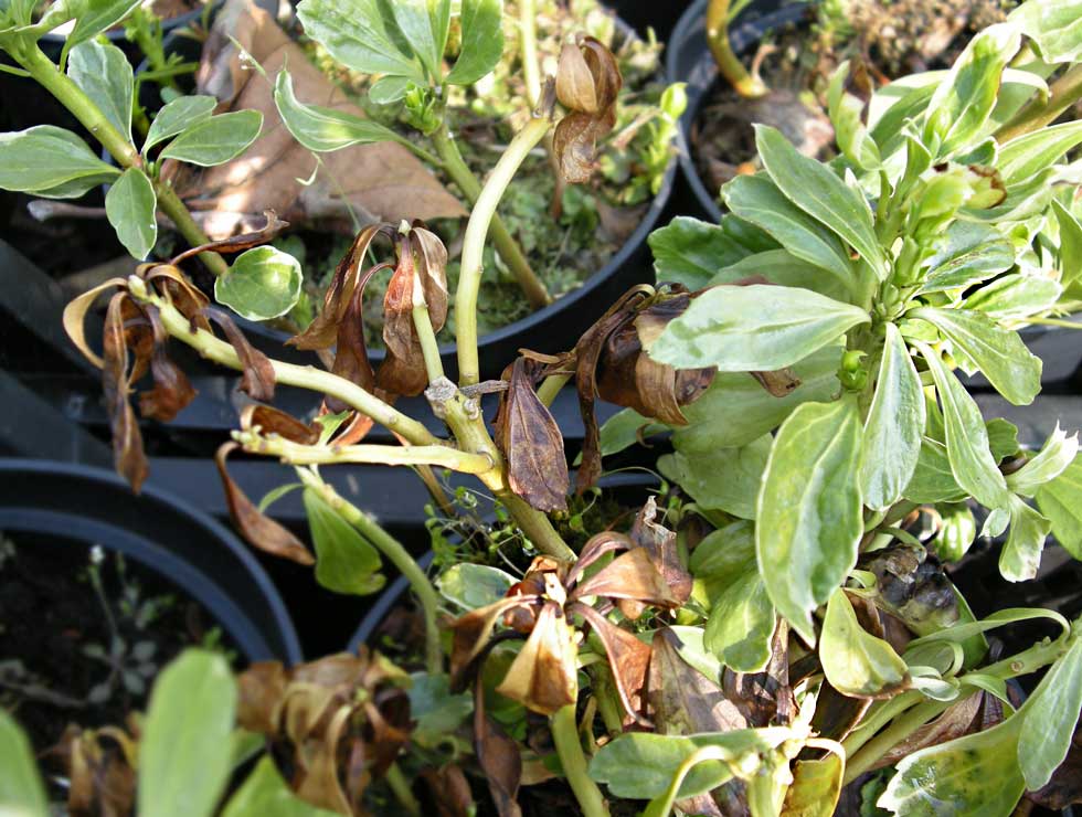 Phytopthora citrophthora: Schadebeeld <I>Pachysandra</I> | © Viaverda