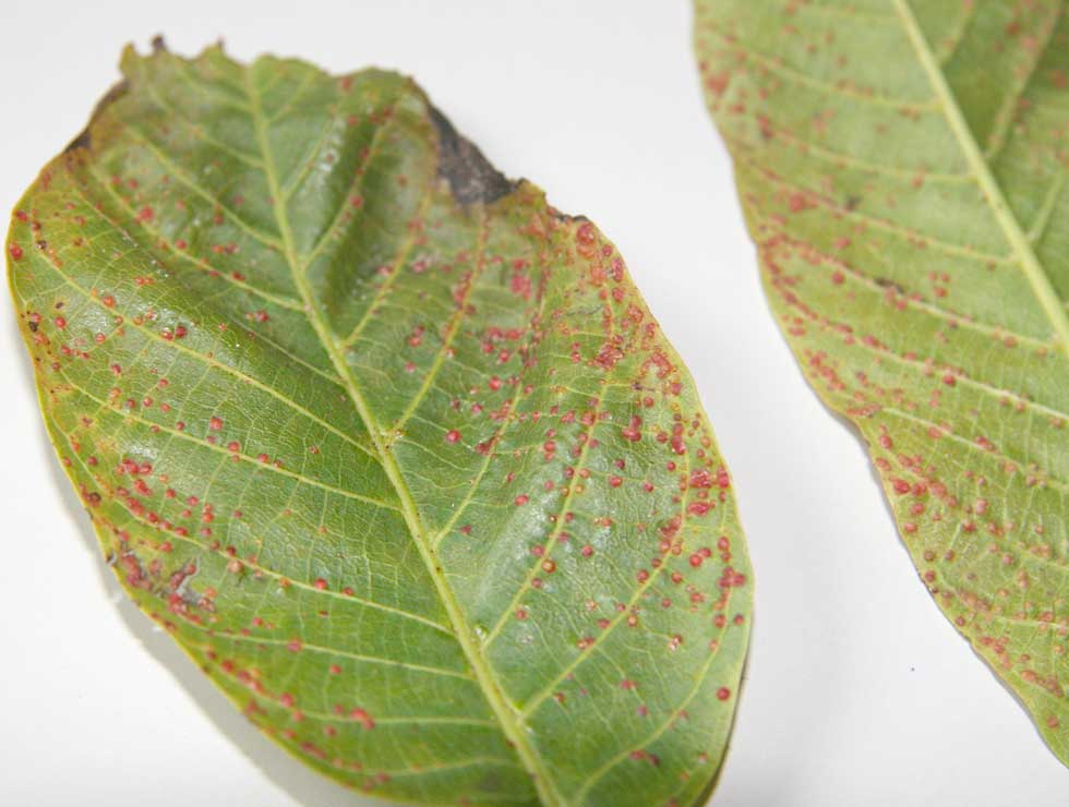 Aceria tristriata: Schadebeeld <I>Juglans</I> | © Viaverda
