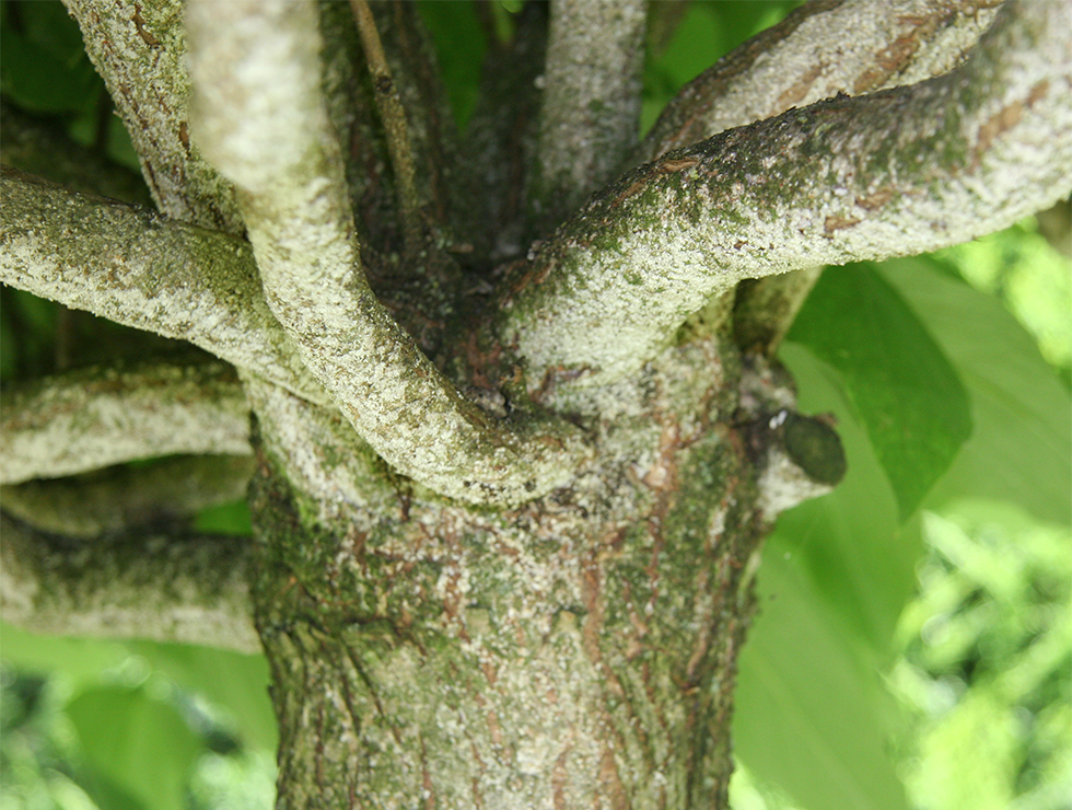 Pseudaulacaspis pentagon: Schadebeeld op <I>Catalpa</I> | © Viaverda