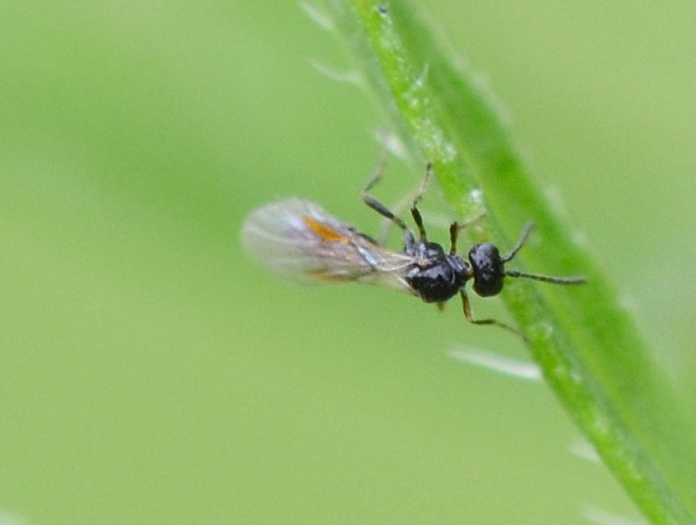 Sluipwespen: Adult | © HoGent