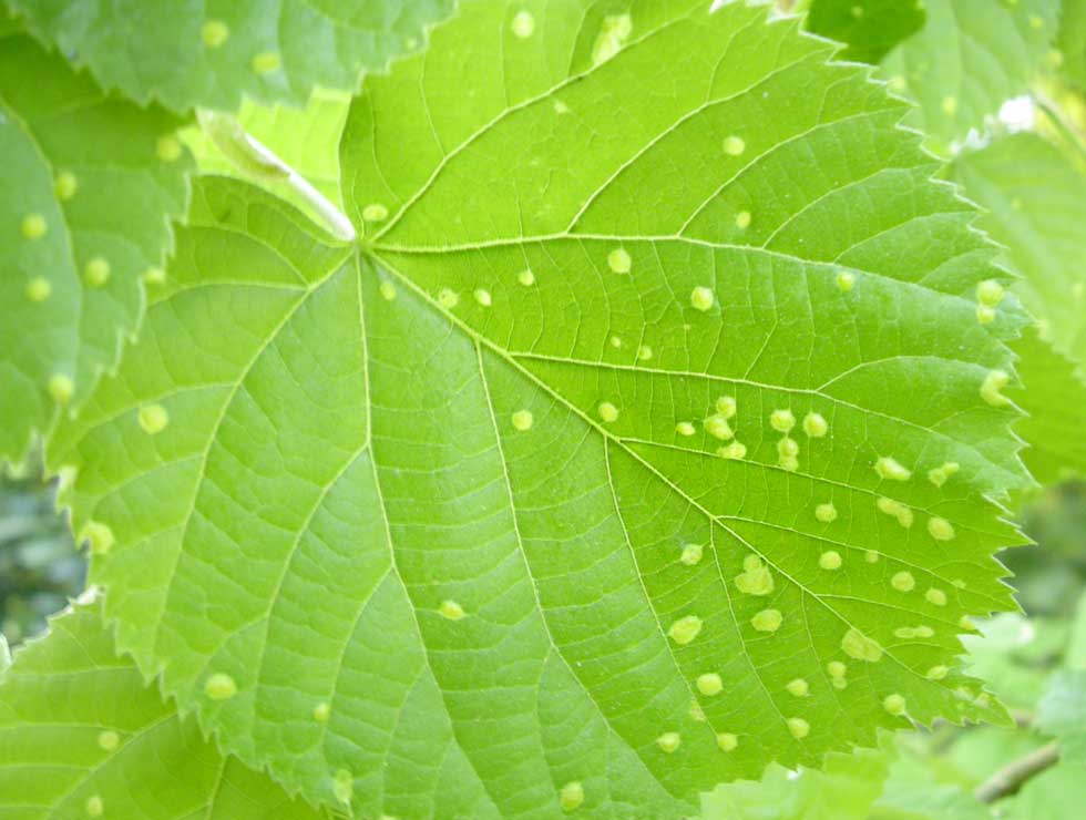 Lindeviltmijt: Schadebeeld <I>Tilia</I> | © Viaverda