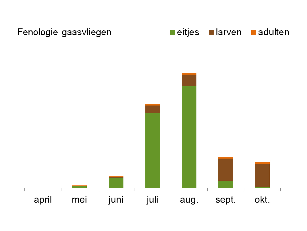 Gaasvliegen: Cyclus - fenologie | © Hogent