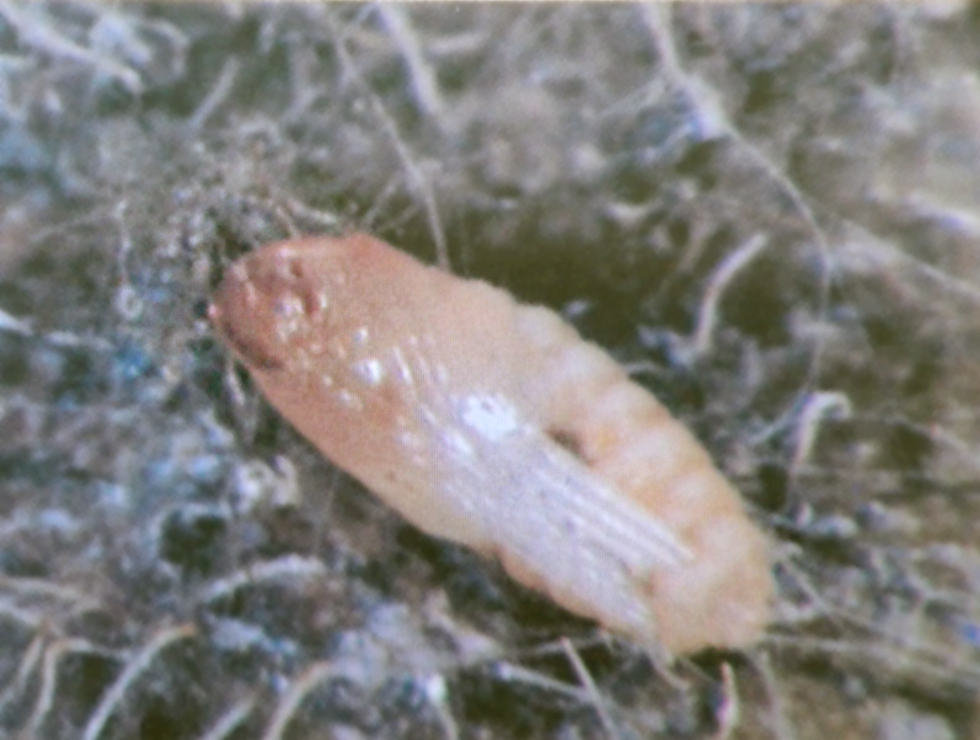 Roofgalmuggen: Pop <I>Aphidoletes sp.</I> | © Viaverda
