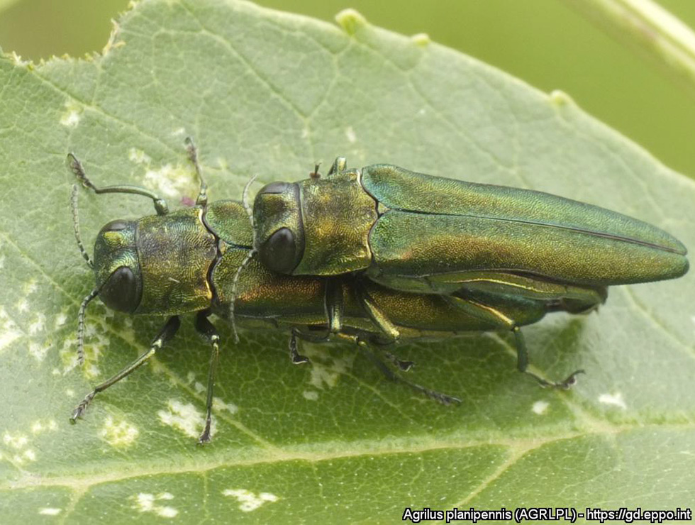Aziatische essenprachtkever: Adult | © EPPO, E. Jendek