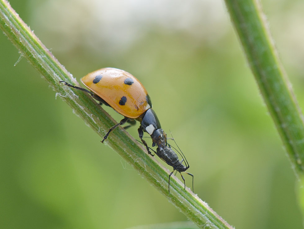 Lieveheersbeestjes: Adult 7-stippelig LHB eet bladluis | © HoGent