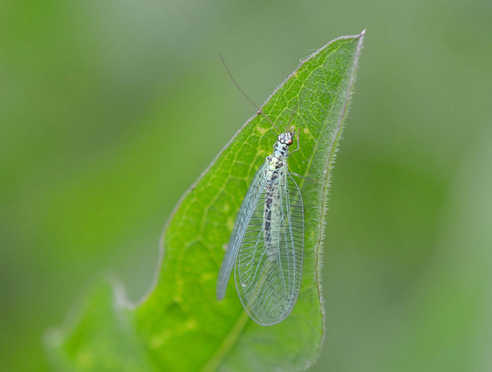 Gaasvliegen: Adult gewone gaasvlieg (<I>Chrysopa perla</I>) | © HoGent