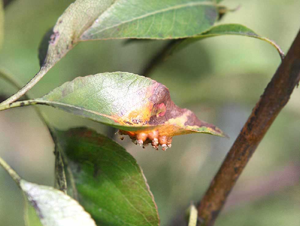 Perenroest: Schadebeeld op <I>Pyrus</I> | © Viaverda