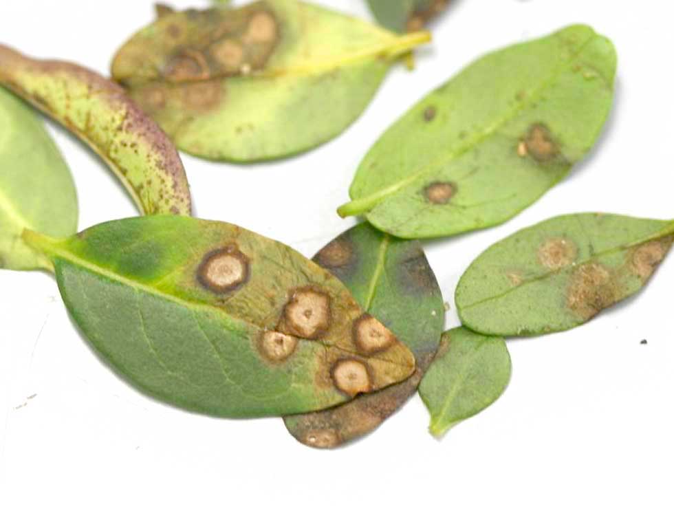 Alternaria: Schadebeeld op <I>Ligustrum</I> | © Viaverda