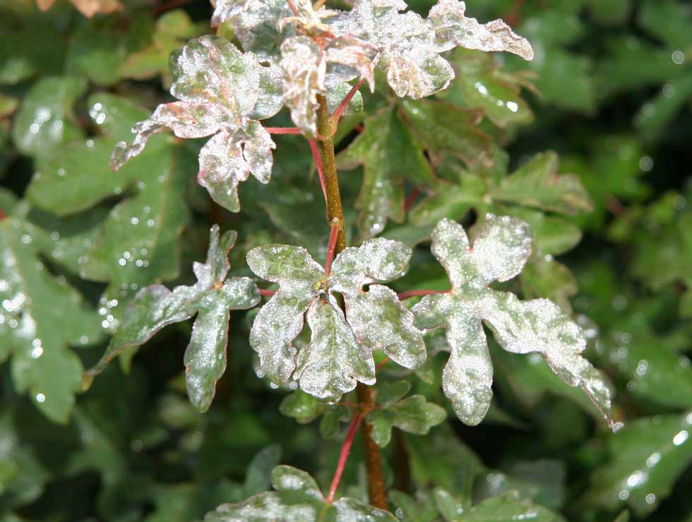Witziekte: Schadebeeld op <I>Acer campestris</I> | © Viaverda