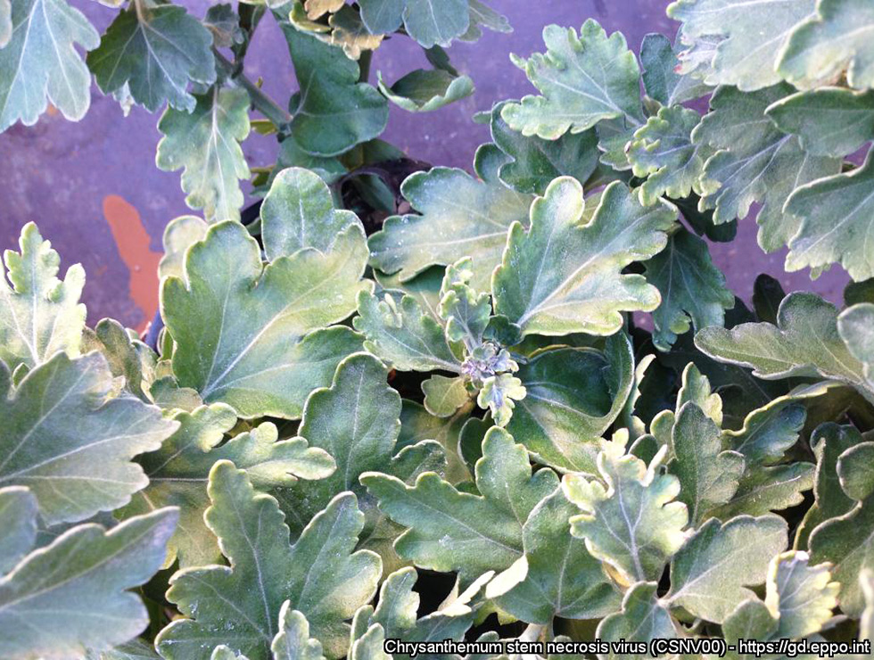 Chrysanthemum stem necrosis tospovirus (CSNV): Schadebeeld | © EPPO, Dr A. Minuto, Centro di Saggio, CERSAA, Albenga (IT)