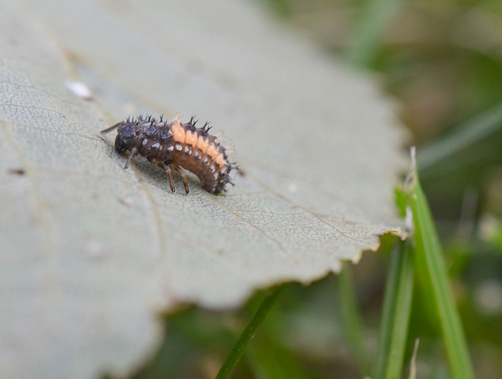 Lieveheersbeestjes: Pop prepop | © HoGent