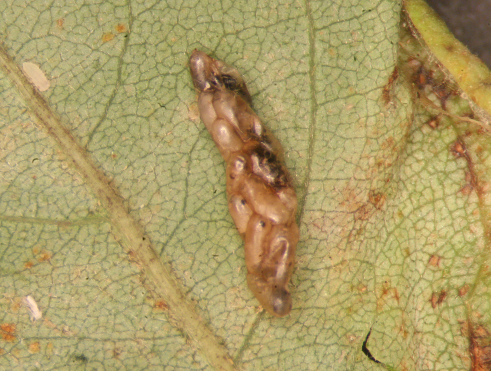 Sluipwespen: Ei eitjes ontwikkelen in galmuglarve | © Viaverda