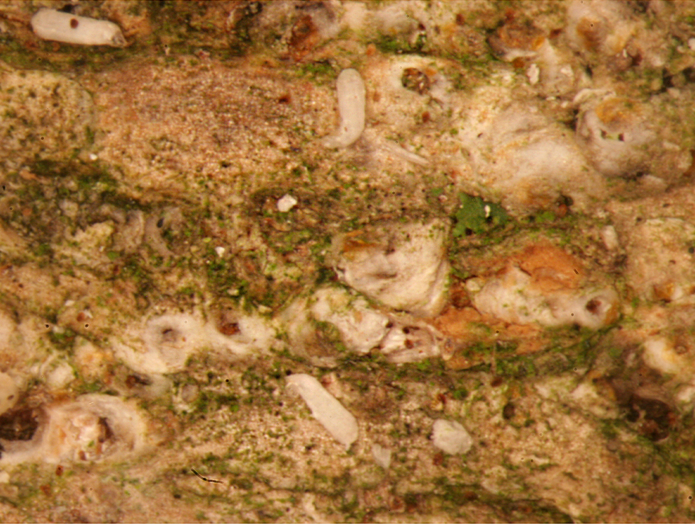 Pseudaulacaspis pentagon: Adult op <I>Catalpa</I> | © Viaverda