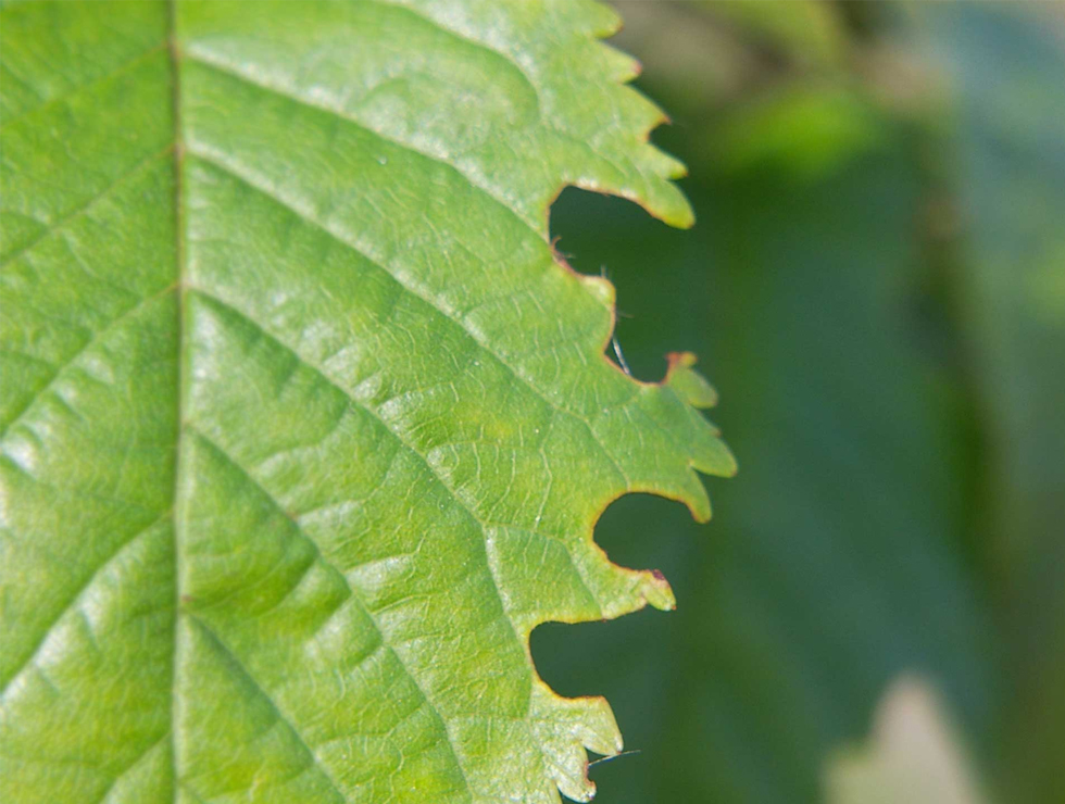 Bladsnuitkevers: Schadebeeld | © Viaverda