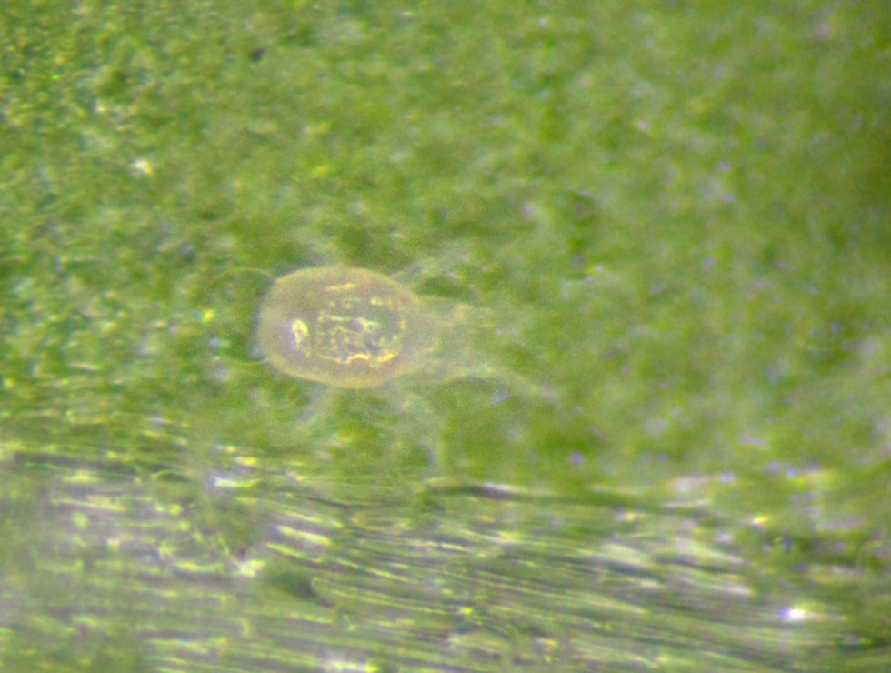 Roofmijten: Larve <I>Neoseiulus sp</I>. | © DVG